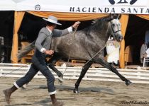 VALIOSO YC TRO, ORO EN POTROS DE 3 A Y CAMPEON JOVEN